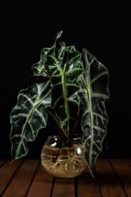 Aqua Alocasia