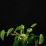 Aqua Pilea
