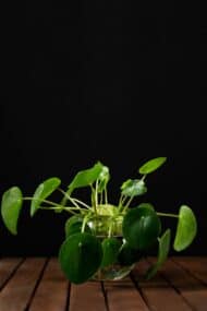 Aqua Pilea