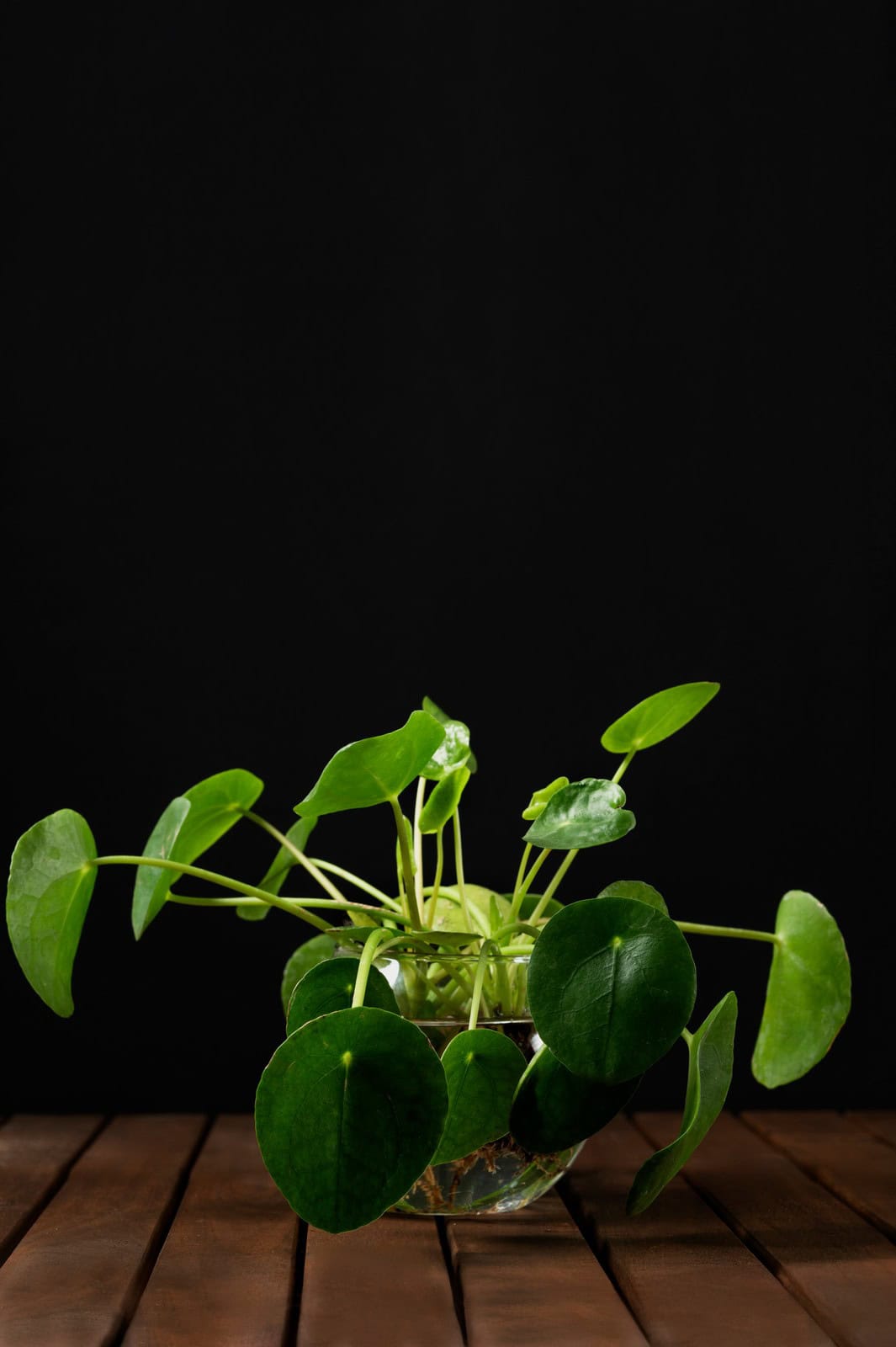 Aqua Pilea