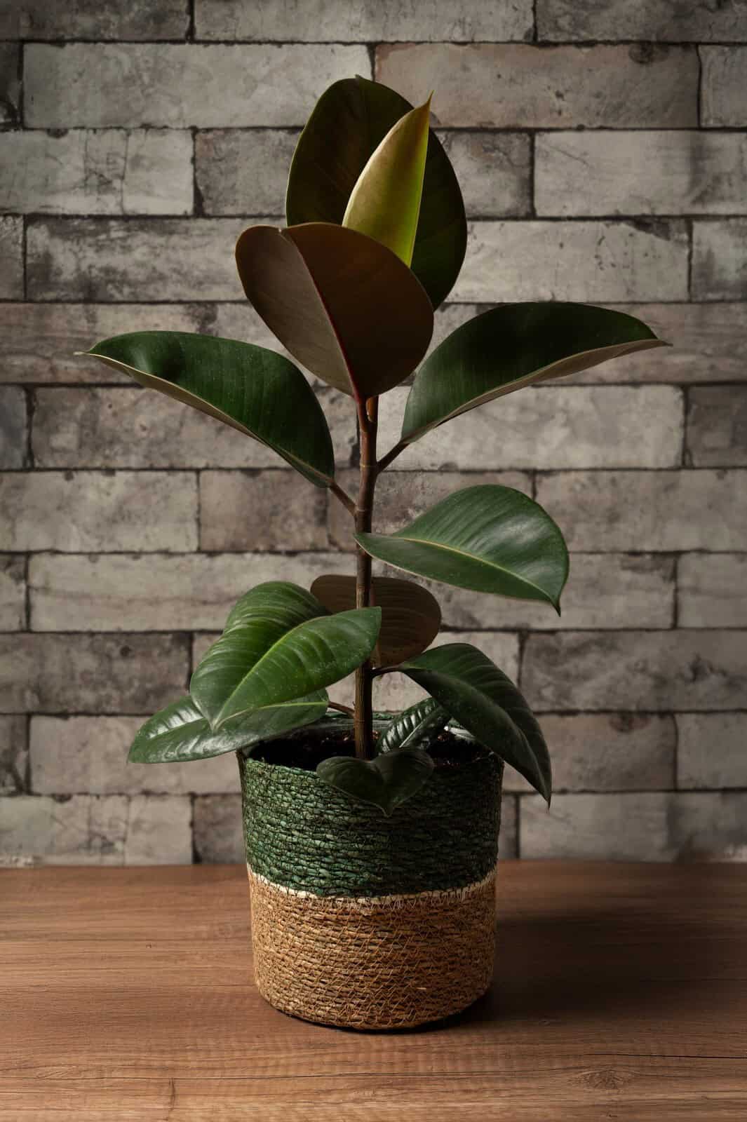 Boheme ficus