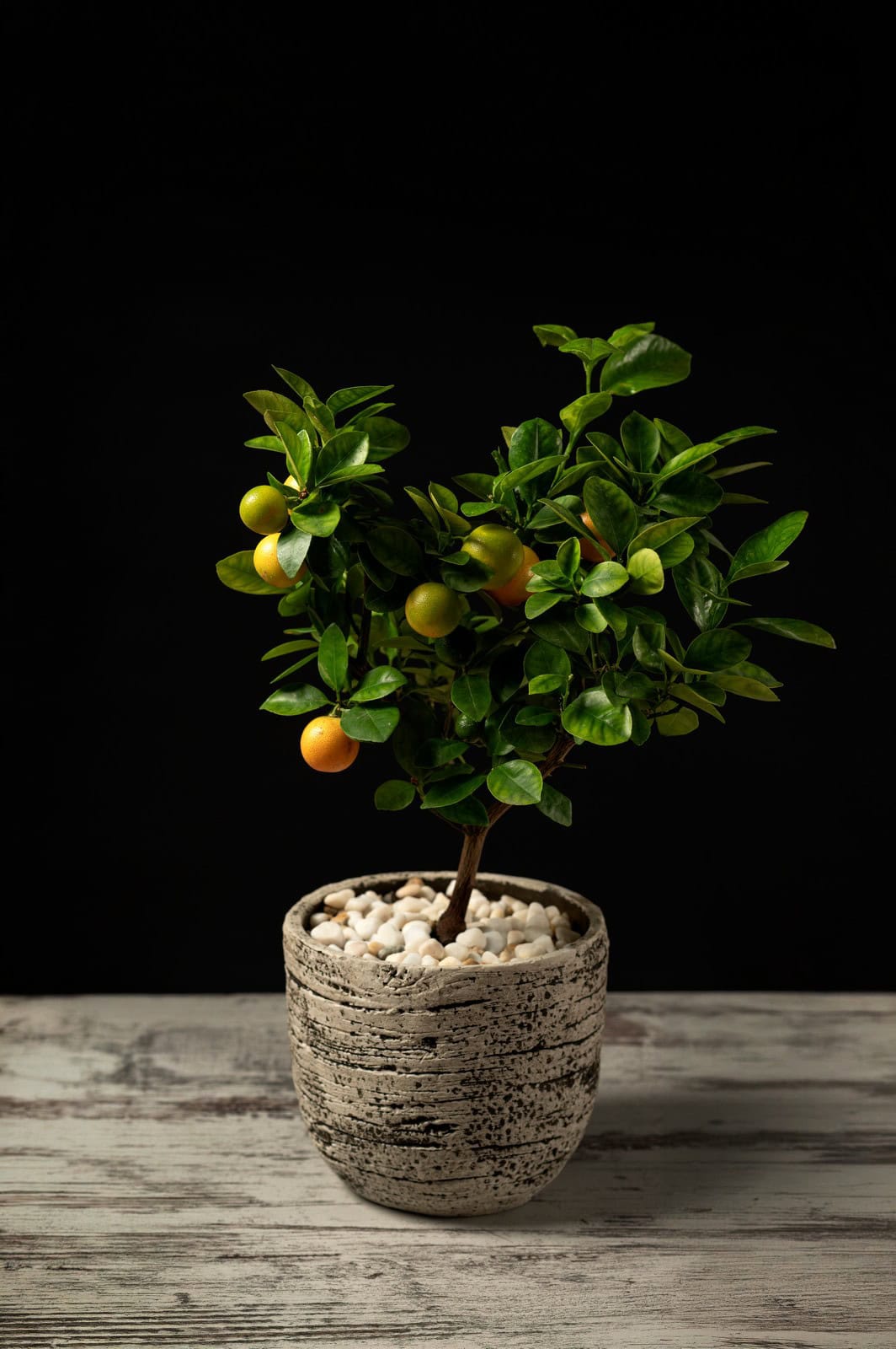 Citrus bonsai