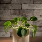 Lucky pilea