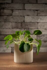 Lucky pilea