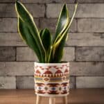 Snake plant