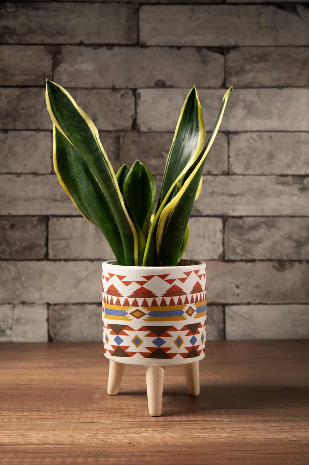 Snake plant