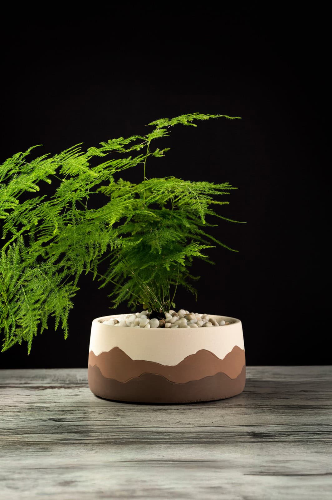 Spider plant Spider plant