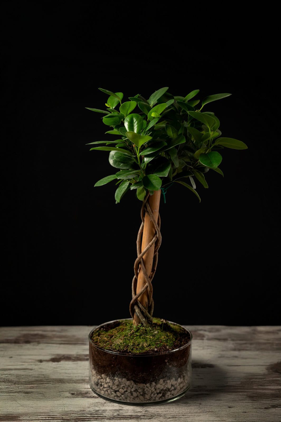 Twisted ficus