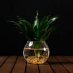 Aqua Dracaena in cone