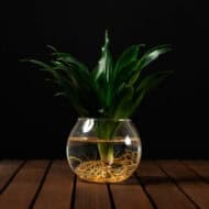 Aqua Dracaena in large sphere