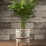 Pobably Aqua Plant8650-1 copy-min