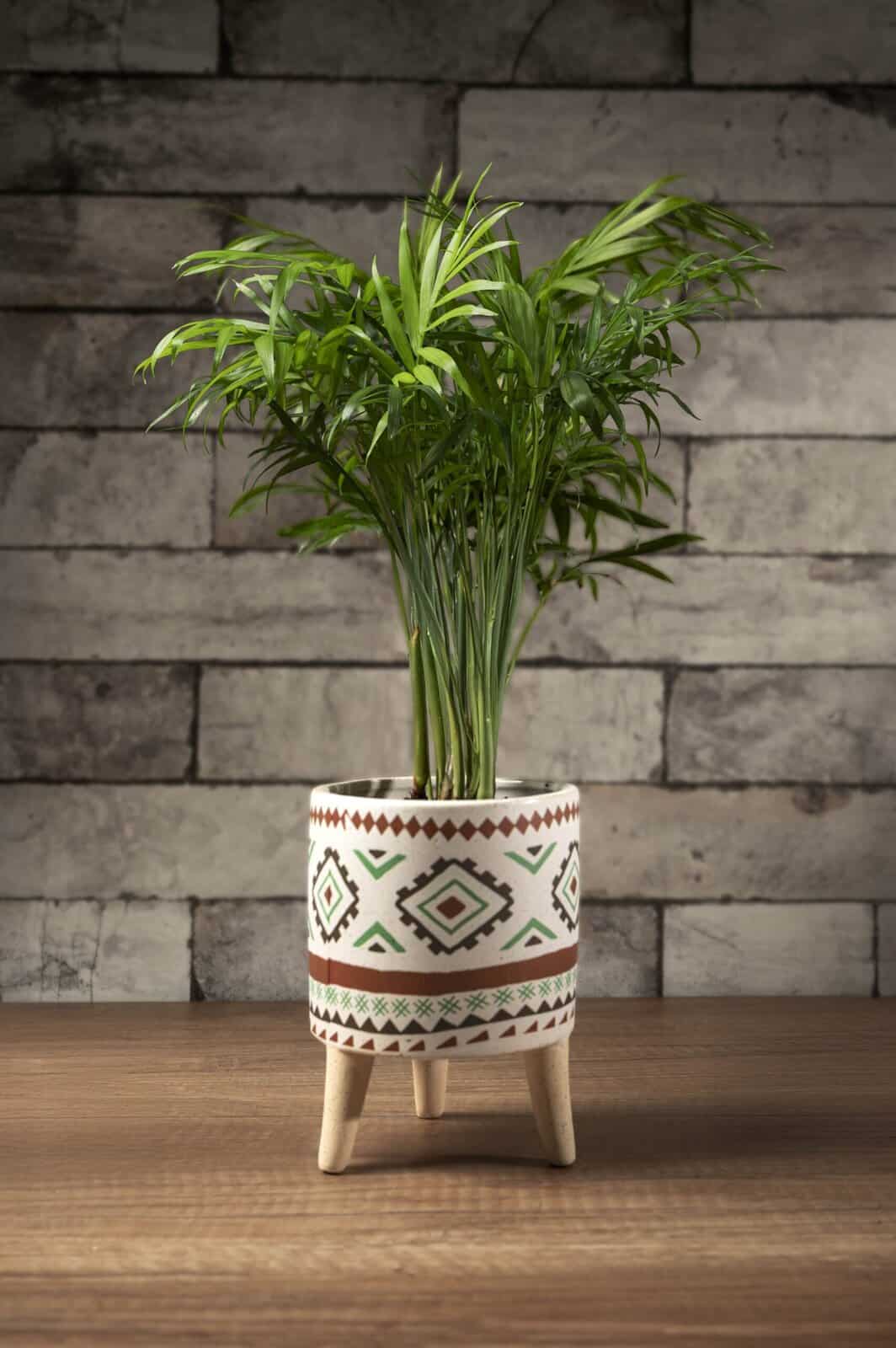 Pobably Aqua Plant8650-1 copy-min