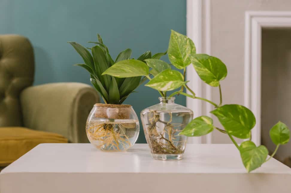 compressed-tinyjpg-AQUA PLANT STILL LIFE 20253002-1 copy