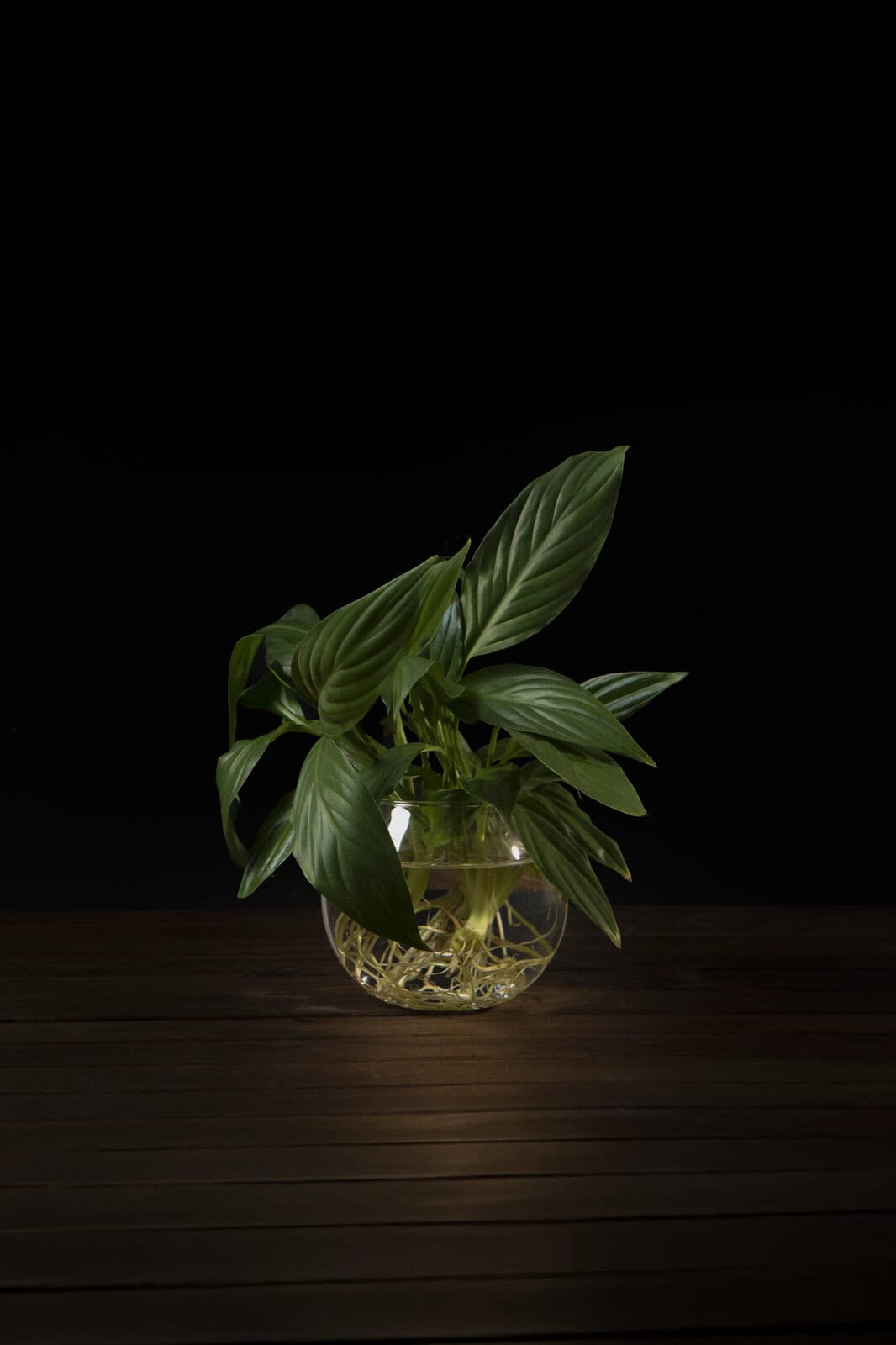 aqua spathiphyllum