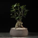 bonsai ficus