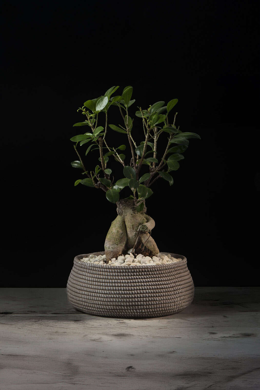 bonsai ficus