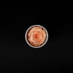 Peach Rose in white velvet