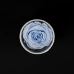 Celestial Rose in white velvet