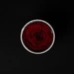 Classic Red rose in white velvet