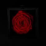 Noir Classic rose large