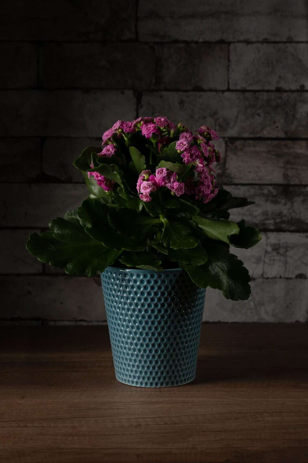 DSC_4215-1 copy Soft Bloom - Image 1