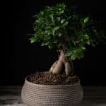 Elegant bonsai