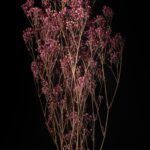 Magenta Gypsophila
