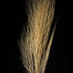 Natural Broom Grass