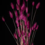 Magenta Bunny Tails