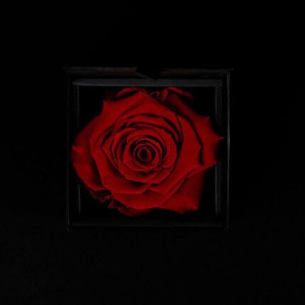 Eternal-Rose-Collection