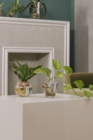 AQUA PLANT STILL LIFE 20252992-1 copy