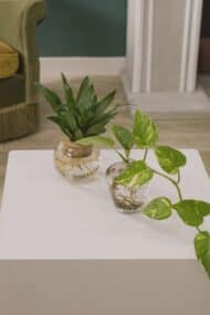 AQUA PLANT STILL LIFE 20252999-1 copy