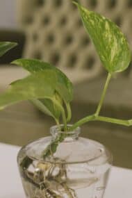 AQUA PLANT STILL LIFE 20253007-1 copy