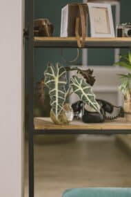 Aqua Alocasia in sphere - Image 4